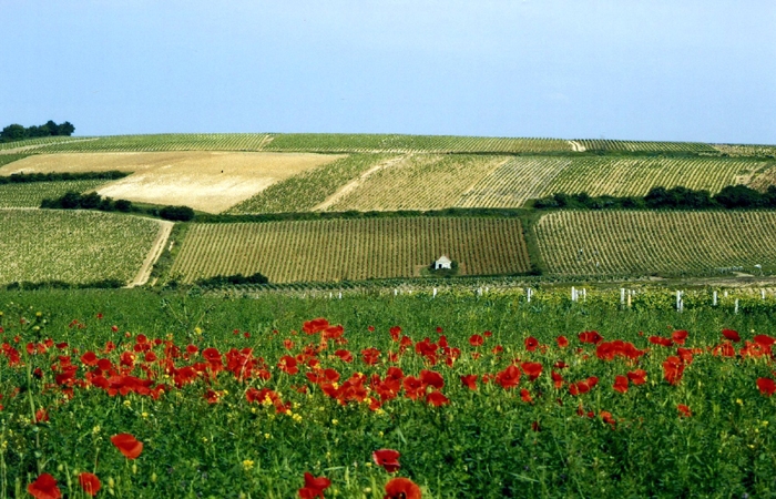 Domaine Jean Macé image 1